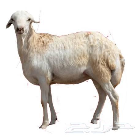 طليان رفيدي تربيه لأهل الكشتات والثلاجة64479976203906112