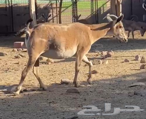 عنز هجين وعل(تم البيع)64481518154754111