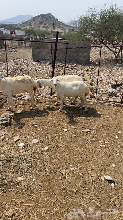 ضان مقاني64480373048833111