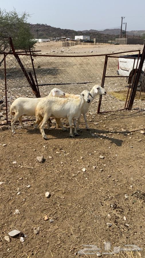 ضان مقاني64480373048833110