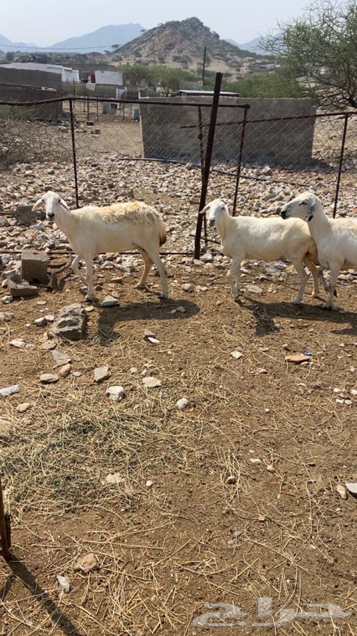 ضان مقاني64480373048833112