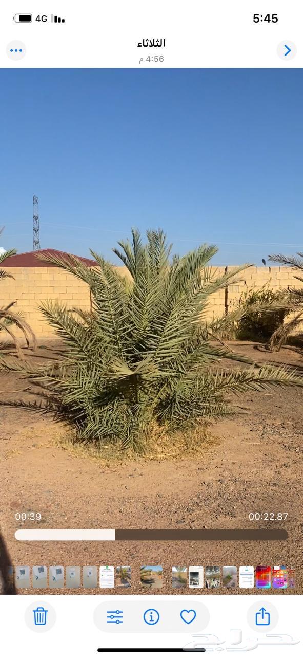 Palm trees for sale, mixed Safawi and sweet Ajwa, mostly Ajwa64481654364802112