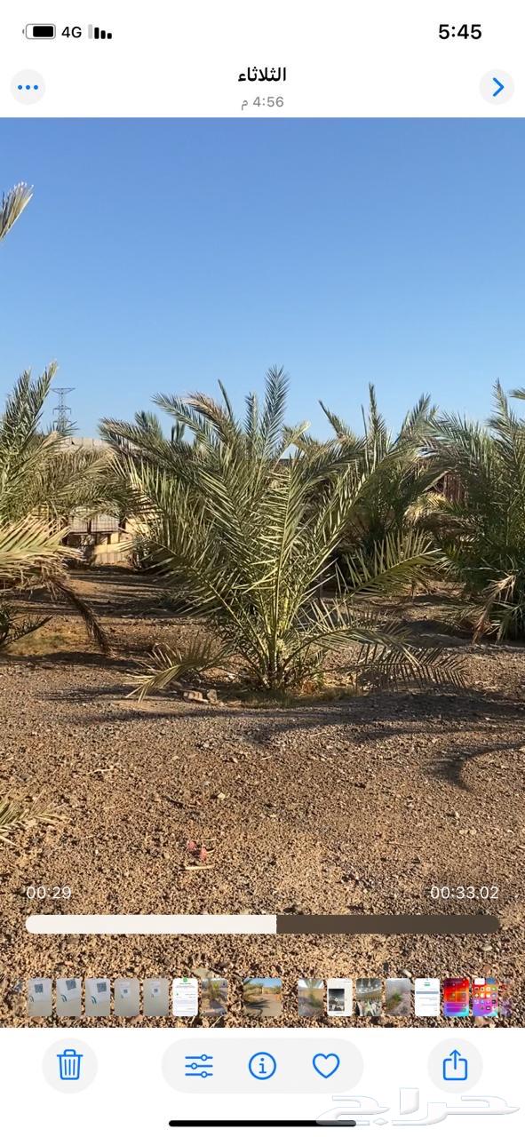 Palm trees for sale, mixed Safawi and sweet Ajwa, mostly Ajwa64481654364802113