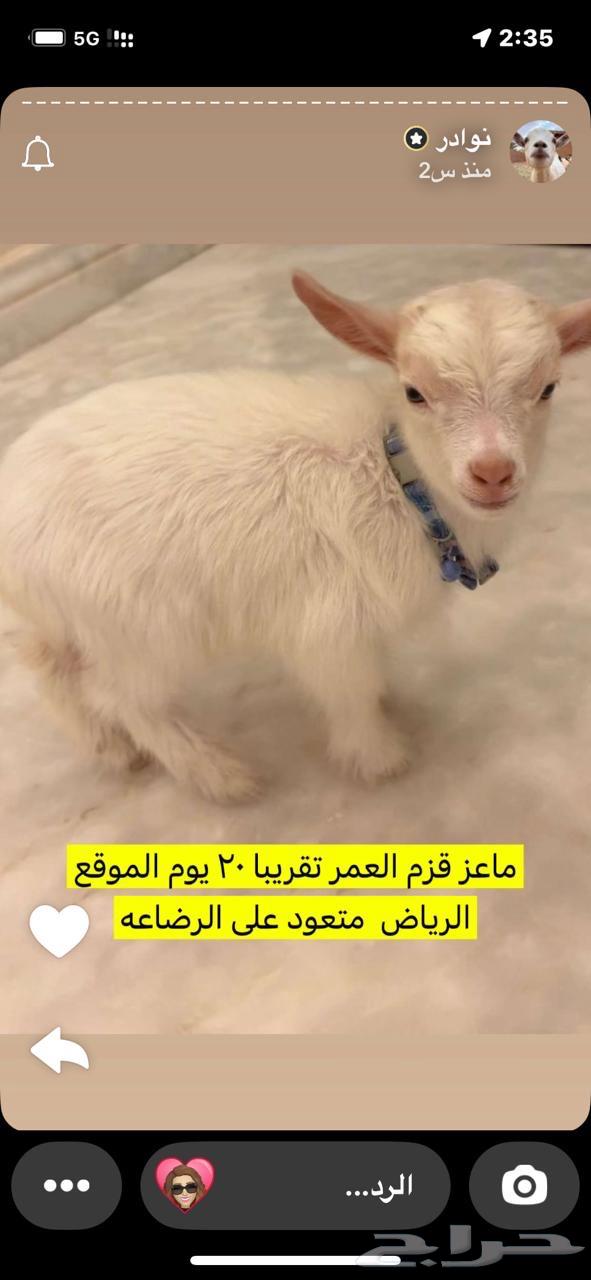 Dwarf goat64485751322881110