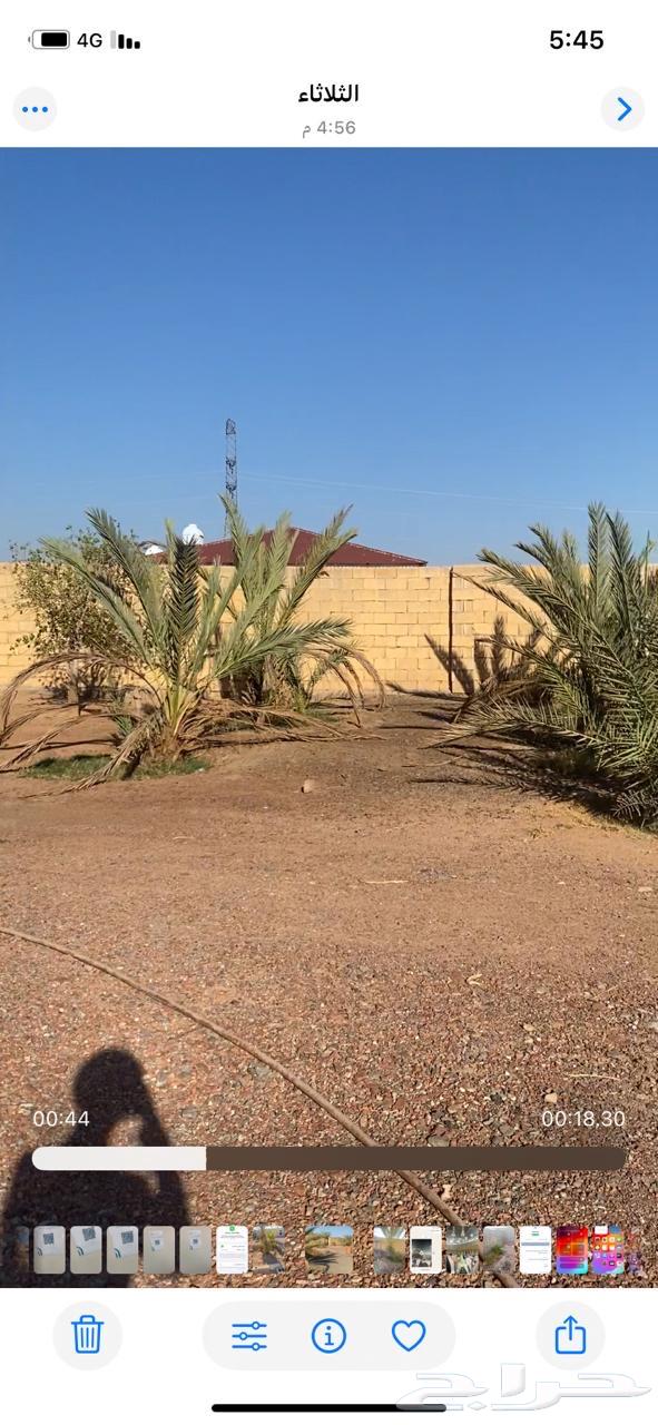 Palm trees for sale, mixed Safawi and sweet Ajwa, mostly Ajwa64481654364802111