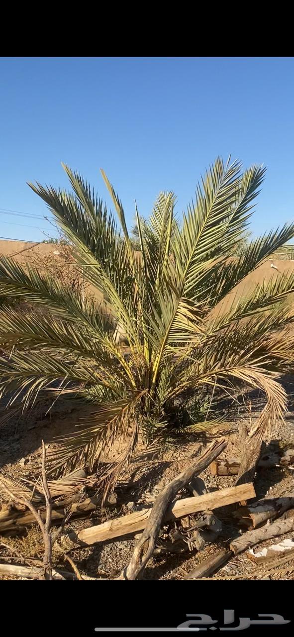 Palm trees for sale, mixed Safawi and sweet Ajwa, mostly Ajwa64481654364802114