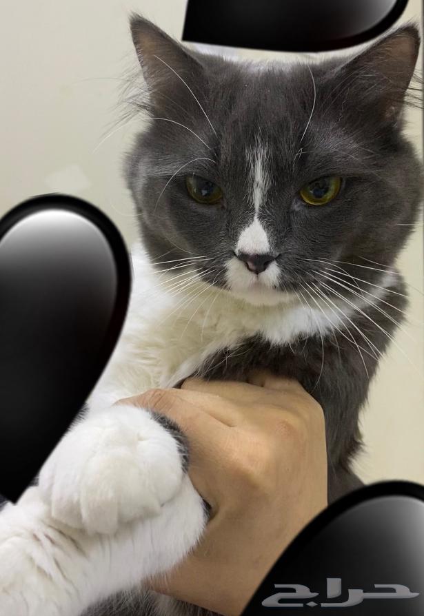 قط بيت اليف ولعوب للبيع64483082339075112