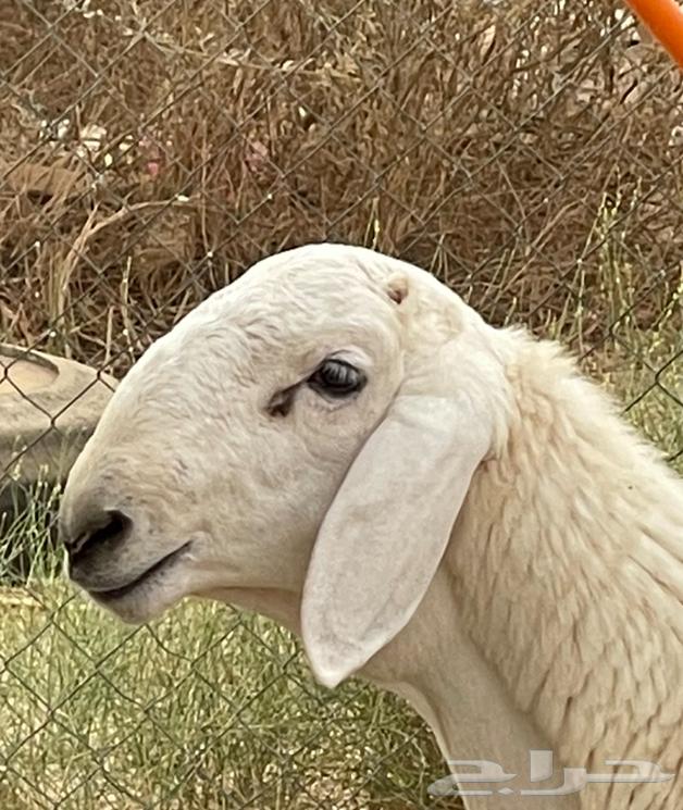 مشروع صنف الصنف تم البيع خارج الموقع64481750285058114