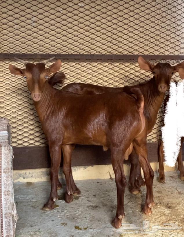 تيوس دهم للبيع64479133905154113