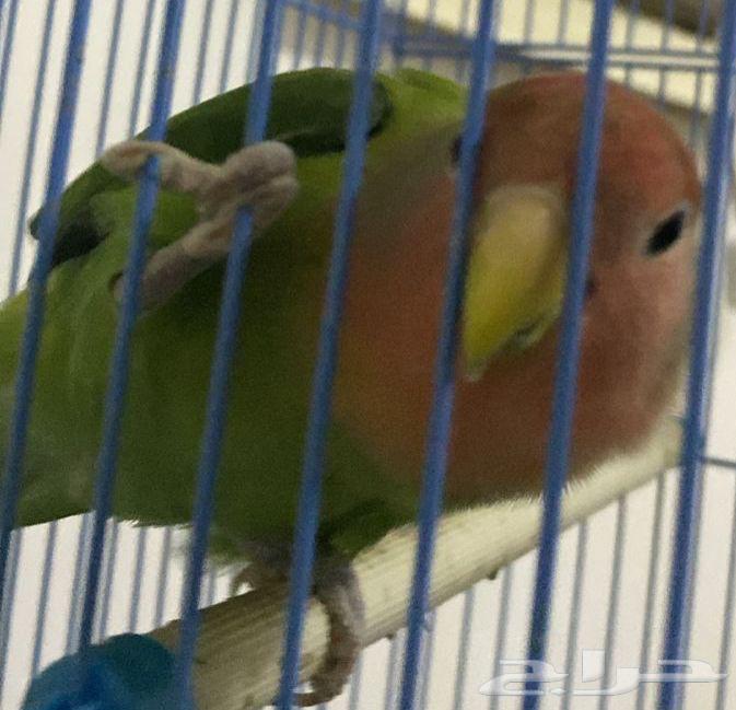 للبيع روز منتج64485325162497111