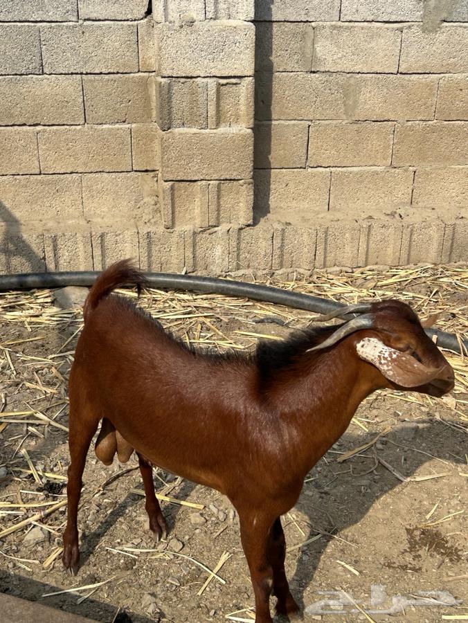 تيس وخبشة جذعان64482701097475110