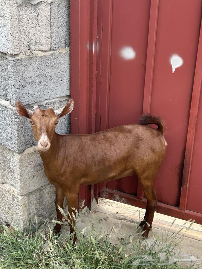 تيس وخبشة جذعان64482701097475111