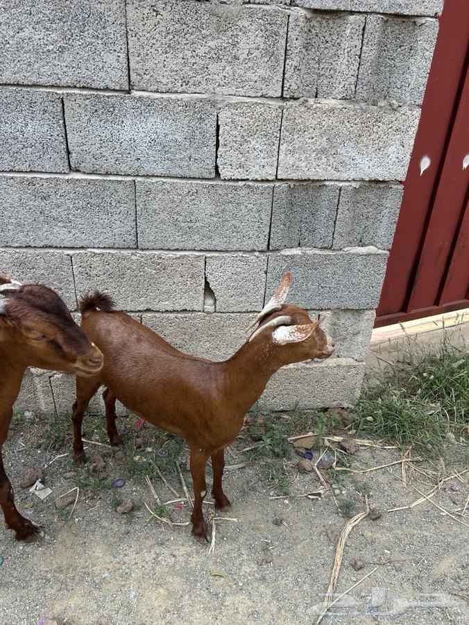 تيس وخبشة جذعان64482701097475112