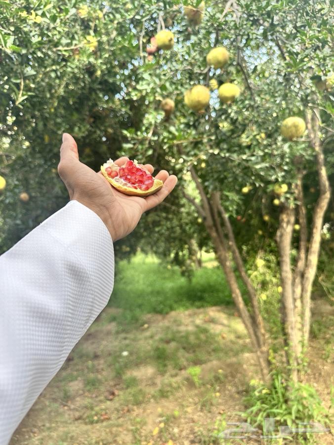 رمان الباحه بيده64479051043970114