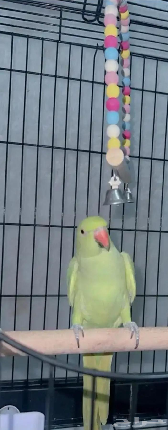 Female crow with cage, accept suitable offer64482023315074111