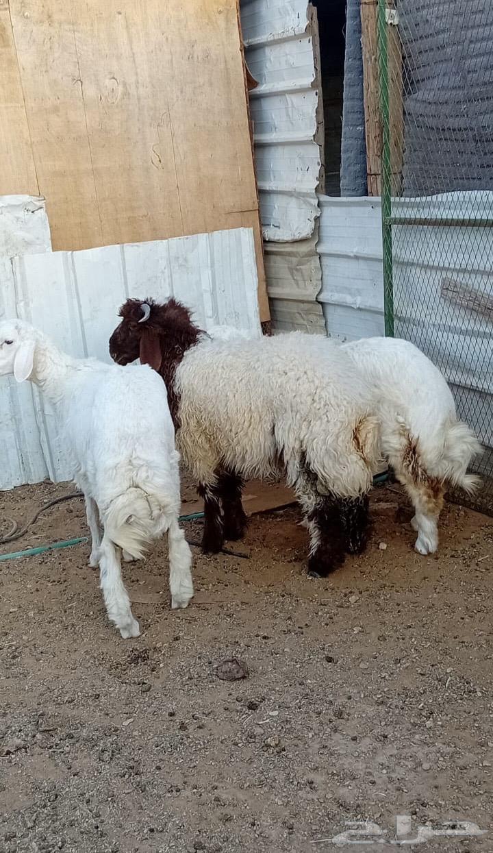 طليان للبيع64480053810307111