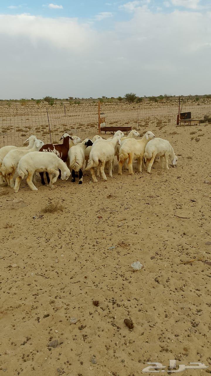 Free-range rooster in Al-Taif Al-Sudaira64483909079554112