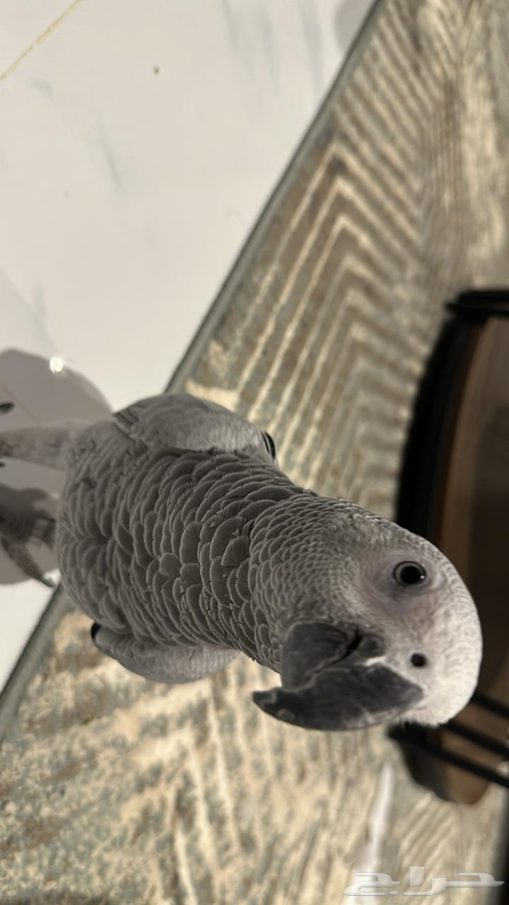 كاسكو متكلم للبيع64479092396547114