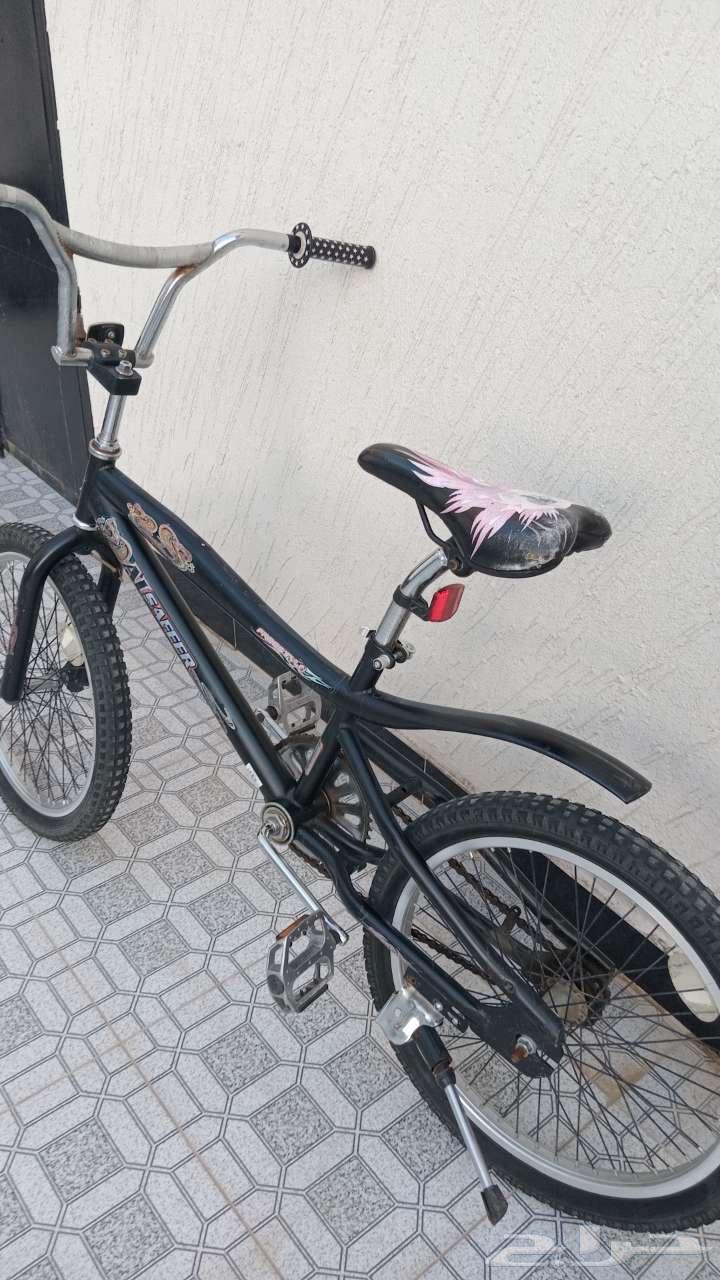 كسيل كوبرا اسود مقاس 2064481654399618111