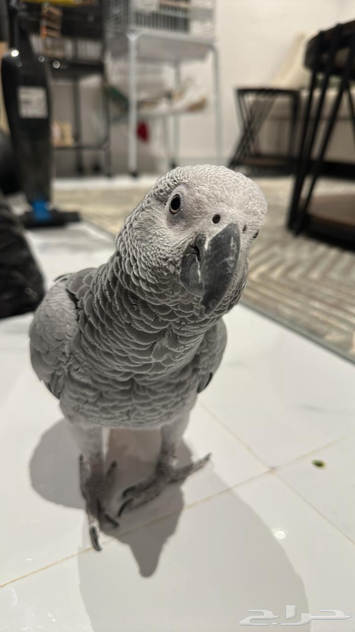 كاسكو متكلم للبيع64479092396547110