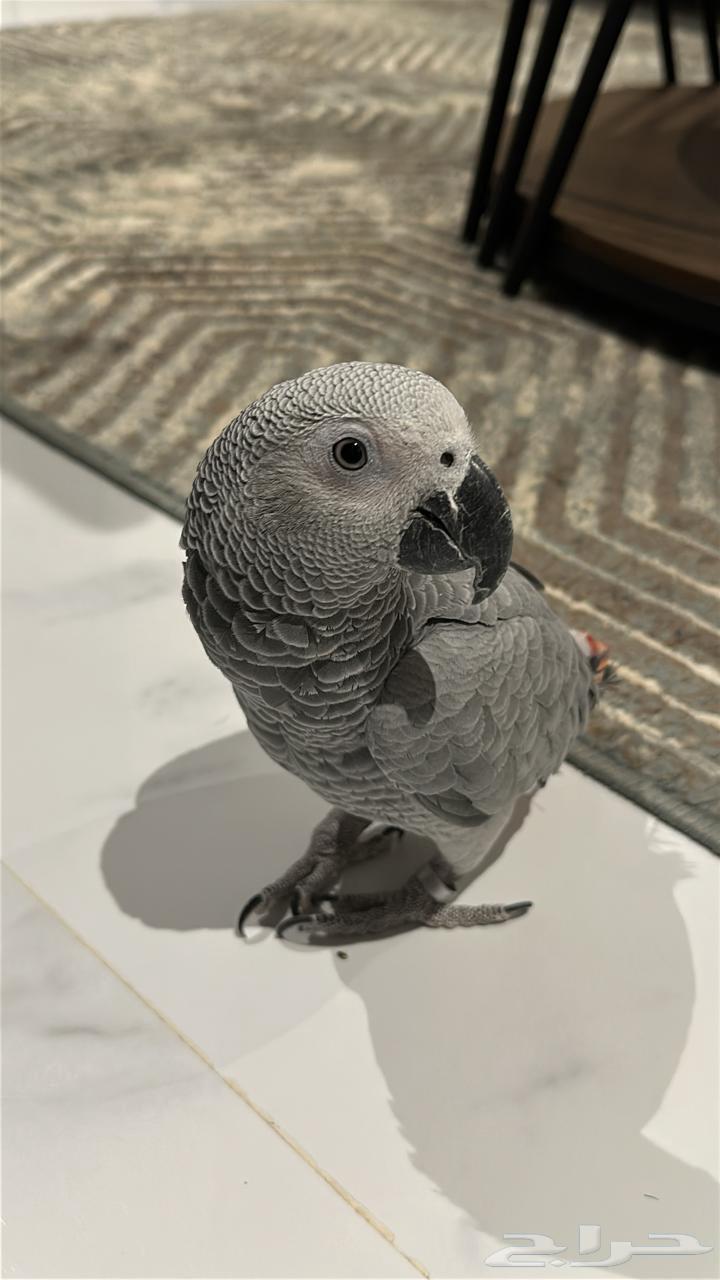 كاسكو متكلم للبيع64479092396547113