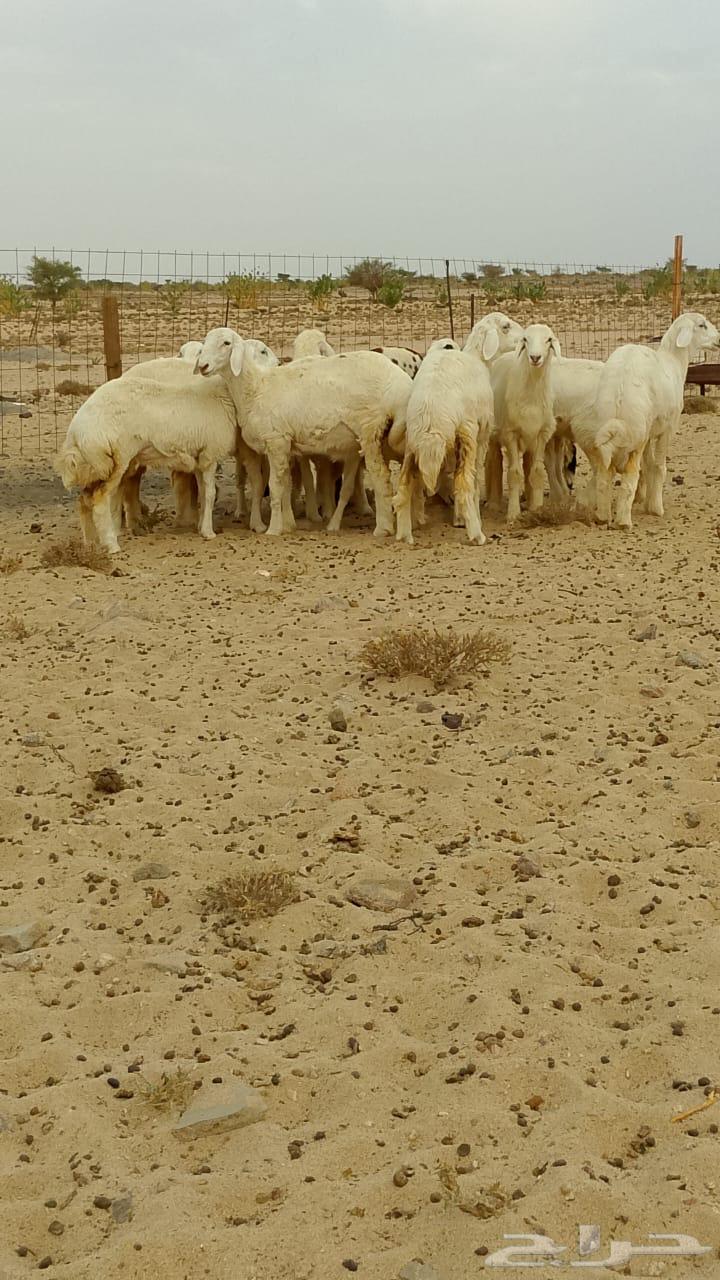 Free-range rooster in Al-Taif Al-Sudaira64483909079554113