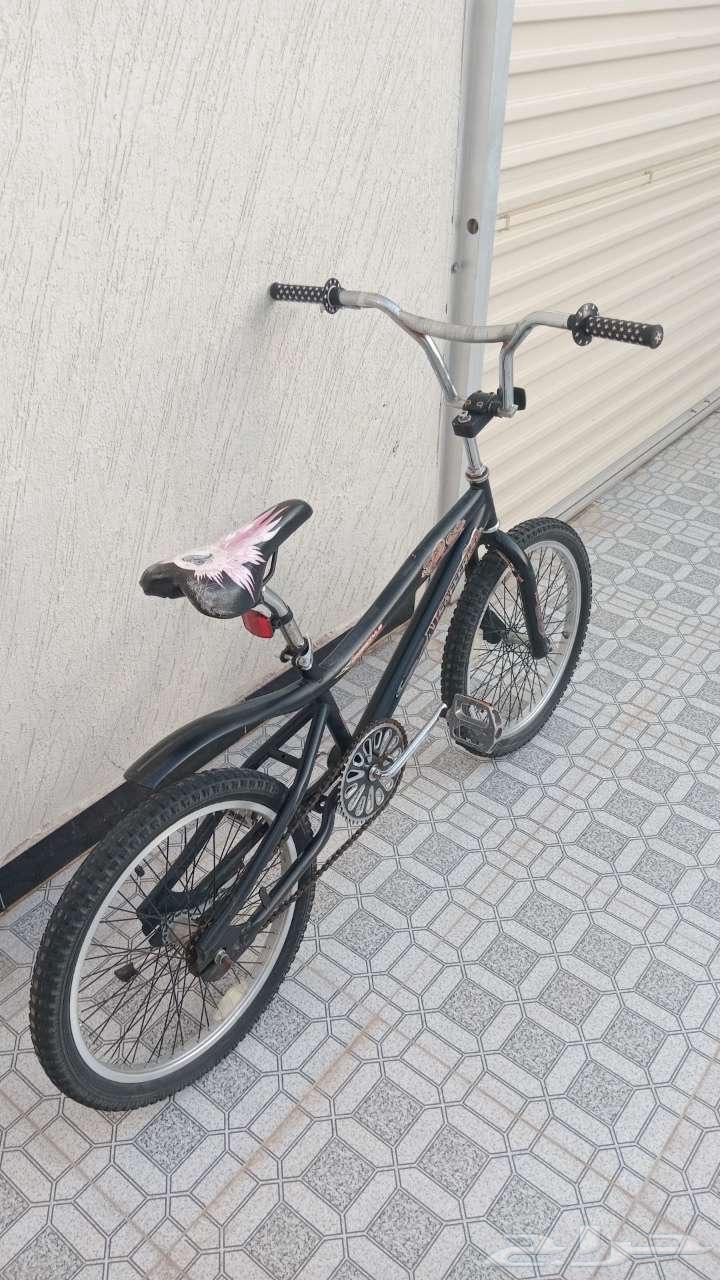 كسيل كوبرا اسود مقاس 2064481654399618112