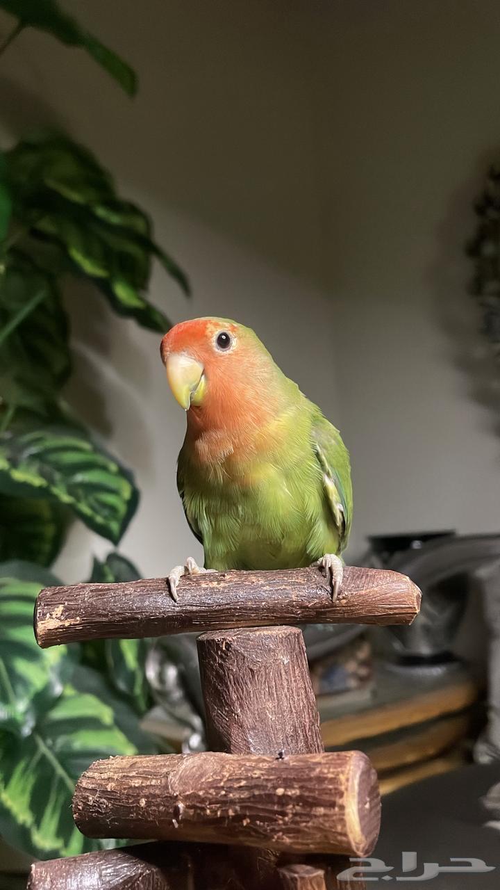 للبيع ببغاء الروز الأليف مناسب للأطفال64480263810050113