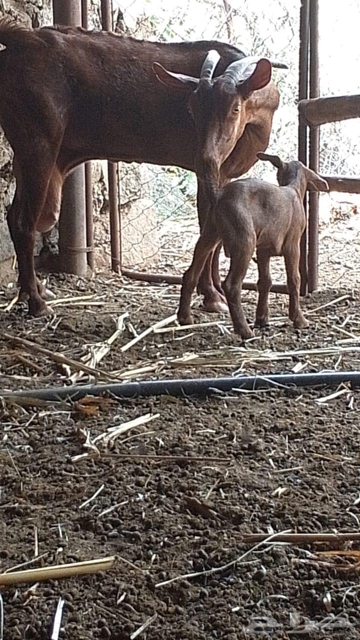 شاه مولده تم البيع64480455571074110