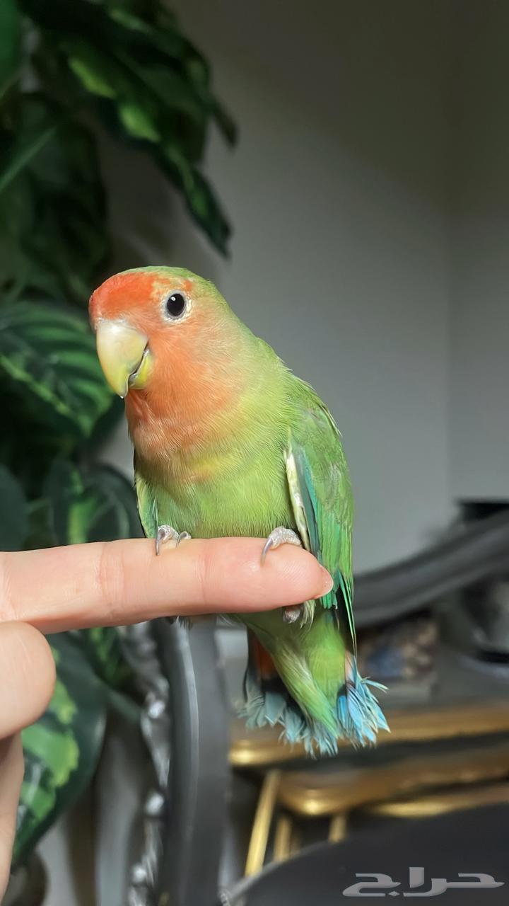 للبيع ببغاء الروز الأليف مناسب للأطفال64480263810050112
