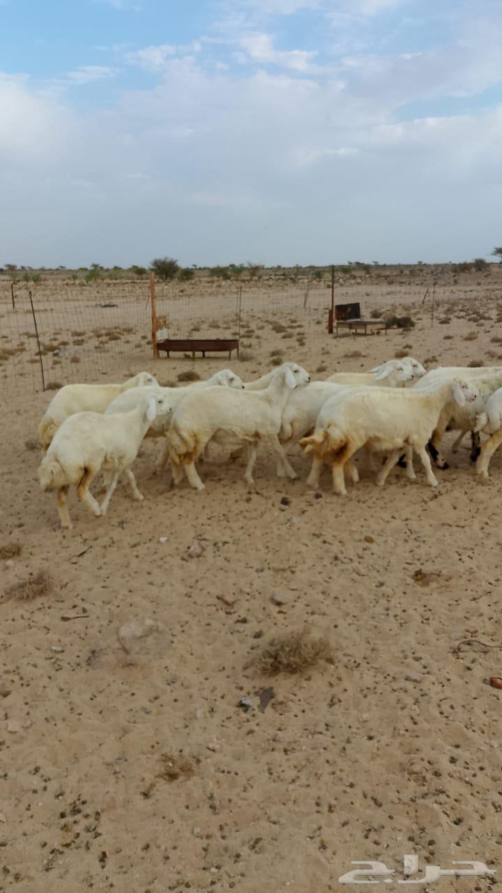 Free-range rooster in Al-Taif Al-Sudaira64483909079554110