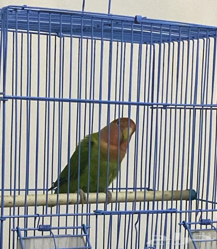 للبيع روز منتج64485325162497110