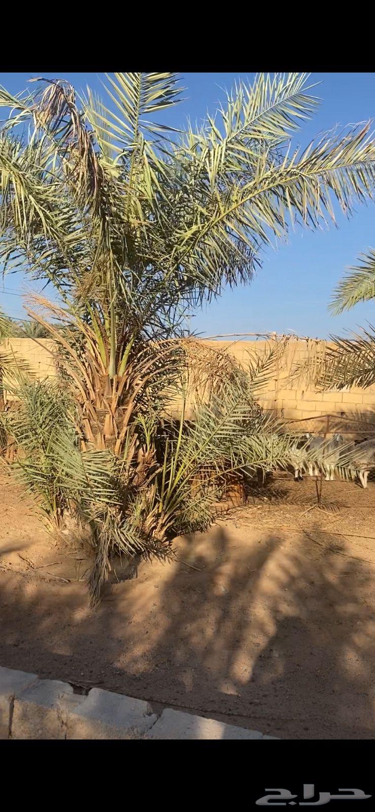 Palm trees for sale, mixed Safawi and sweet Ajwa, mostly Ajwa64481654364802110