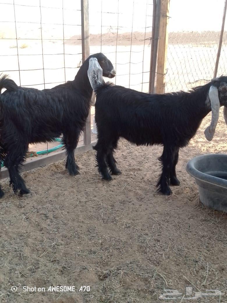 Two camels64481332556929110