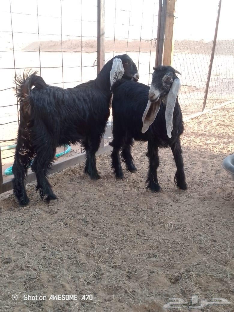 Two camels64481332556929111