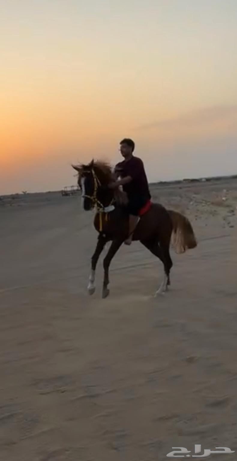 العمر سنتين وا ثمنيه شهور64479701728387113