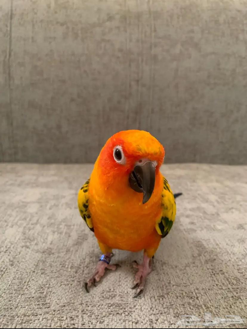 صن كنيور64486012739457114