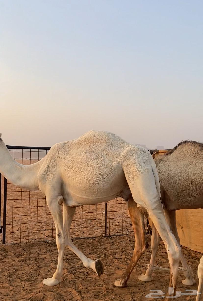 قعدان للبيع64424563983106113