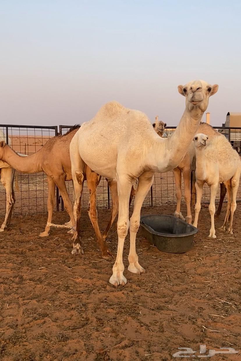 قعدان للبيع64424563983106112