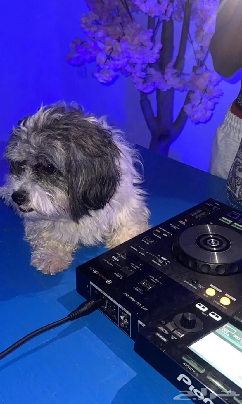 كلب مالتيز للبيع64484703718274111