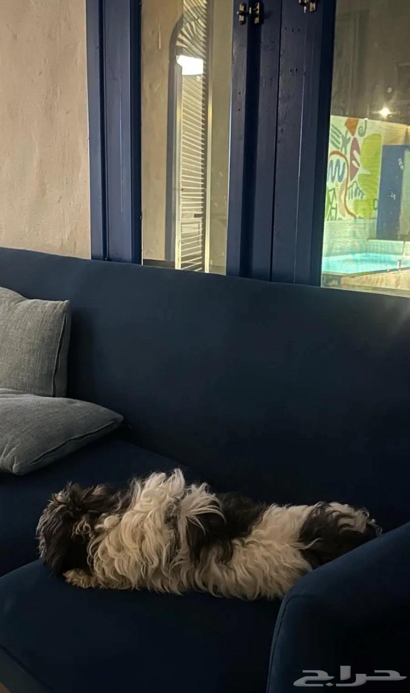 كلب مالتيز للبيع64484703718274110