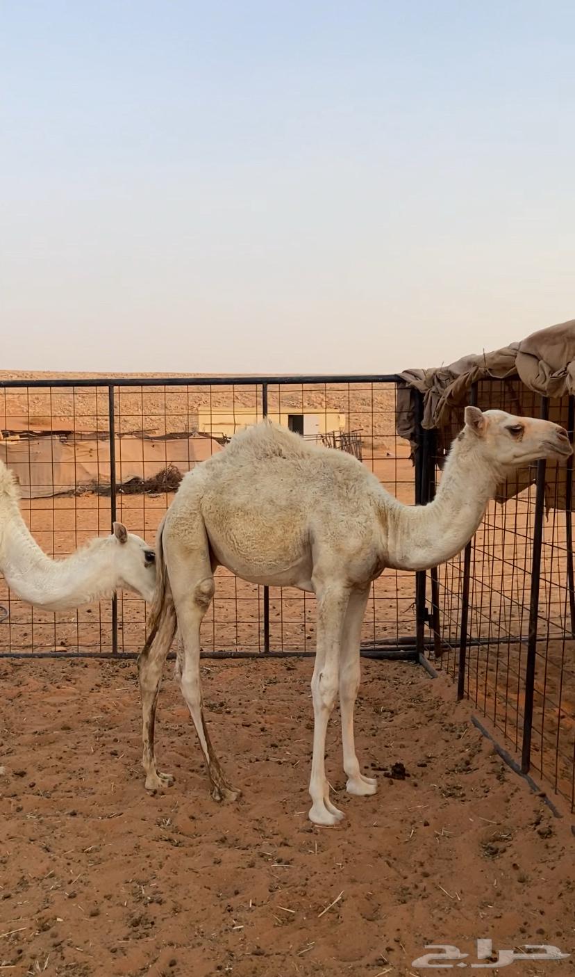 قعدان للبيع64424563983106110