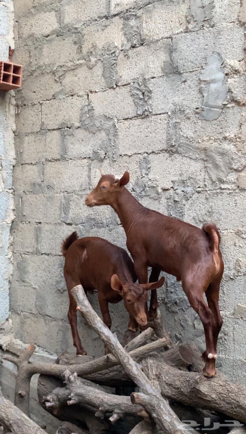 تيوس دهم للبيع64479133905154110