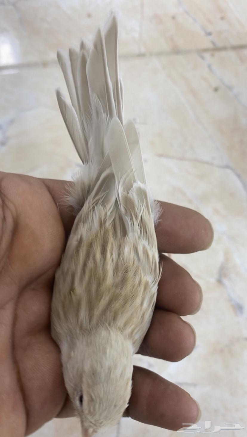 للبيع انثى كناري ازبل64480827224961110