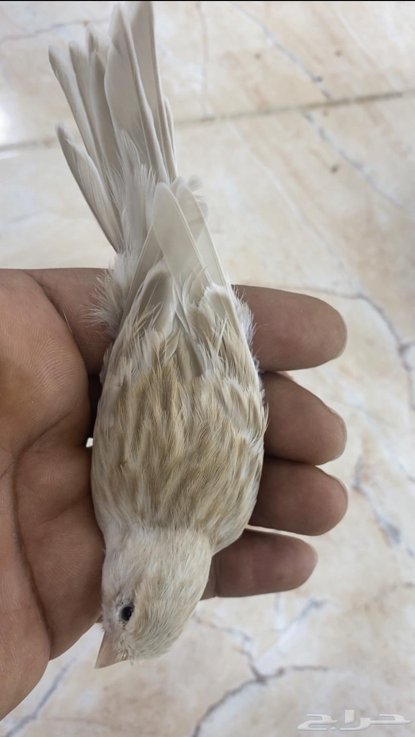 للبيع انثى كناري ازبل64480827224961111