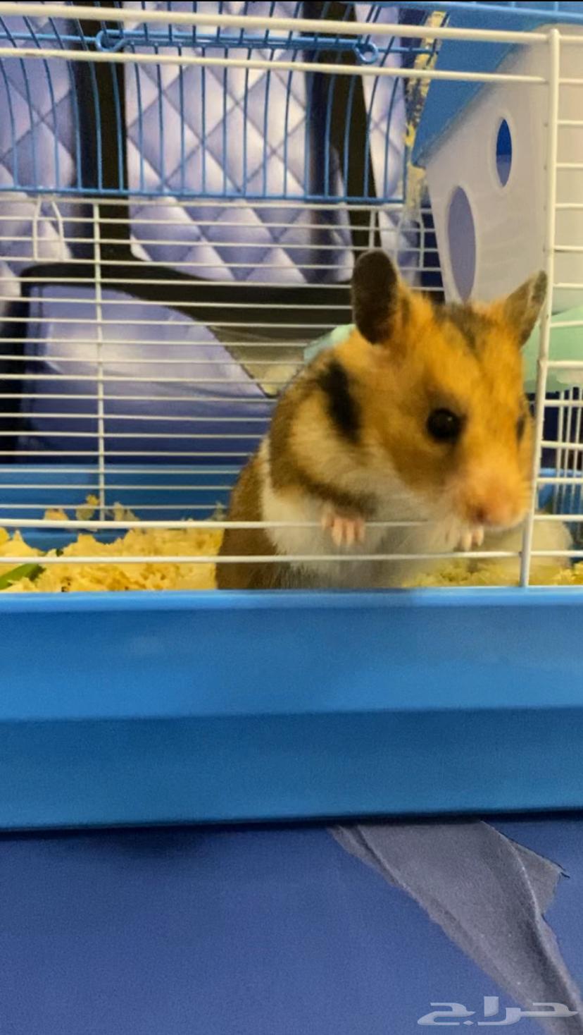 ثنين هامستر مع اغراضهم للبيع64479189618946112