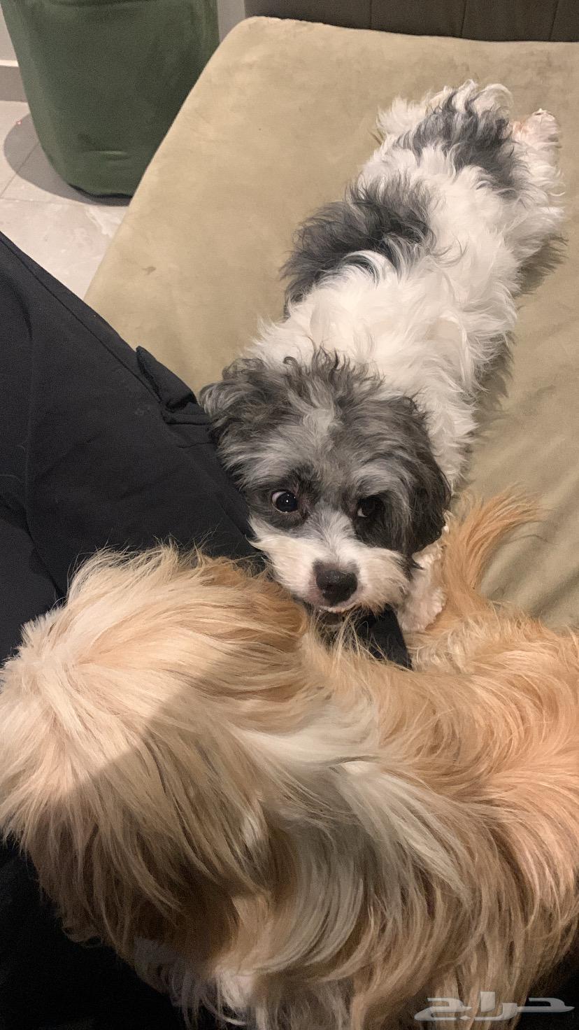 كلب مالتيز للبيع64484703718274112