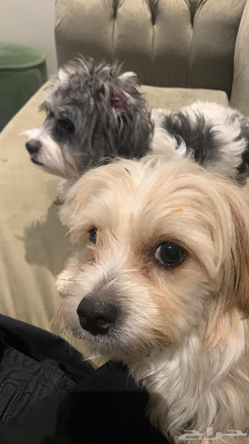 كلب مالتيز للبيع64484703718274113