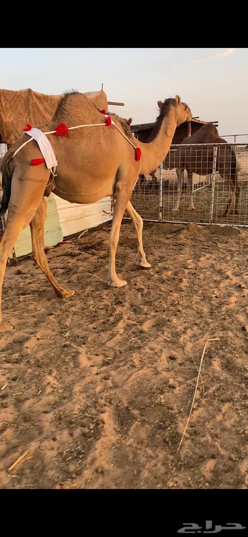 بكره ساحليه ملاقي (تم البيع )64482023347330111