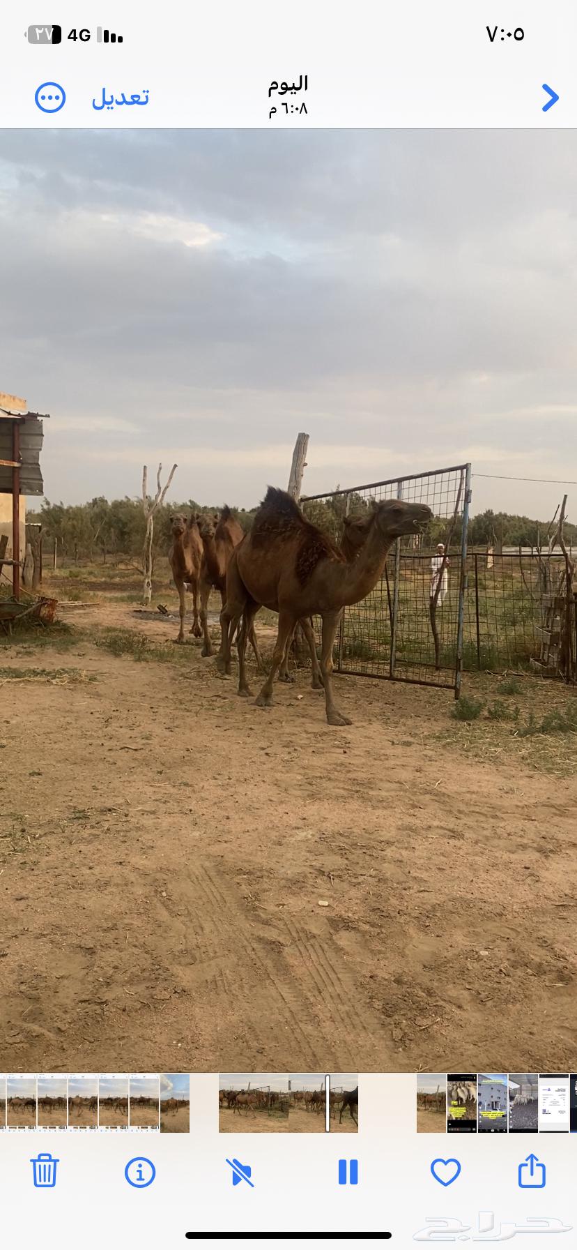 Red Dahm She-Camels64484294440961111